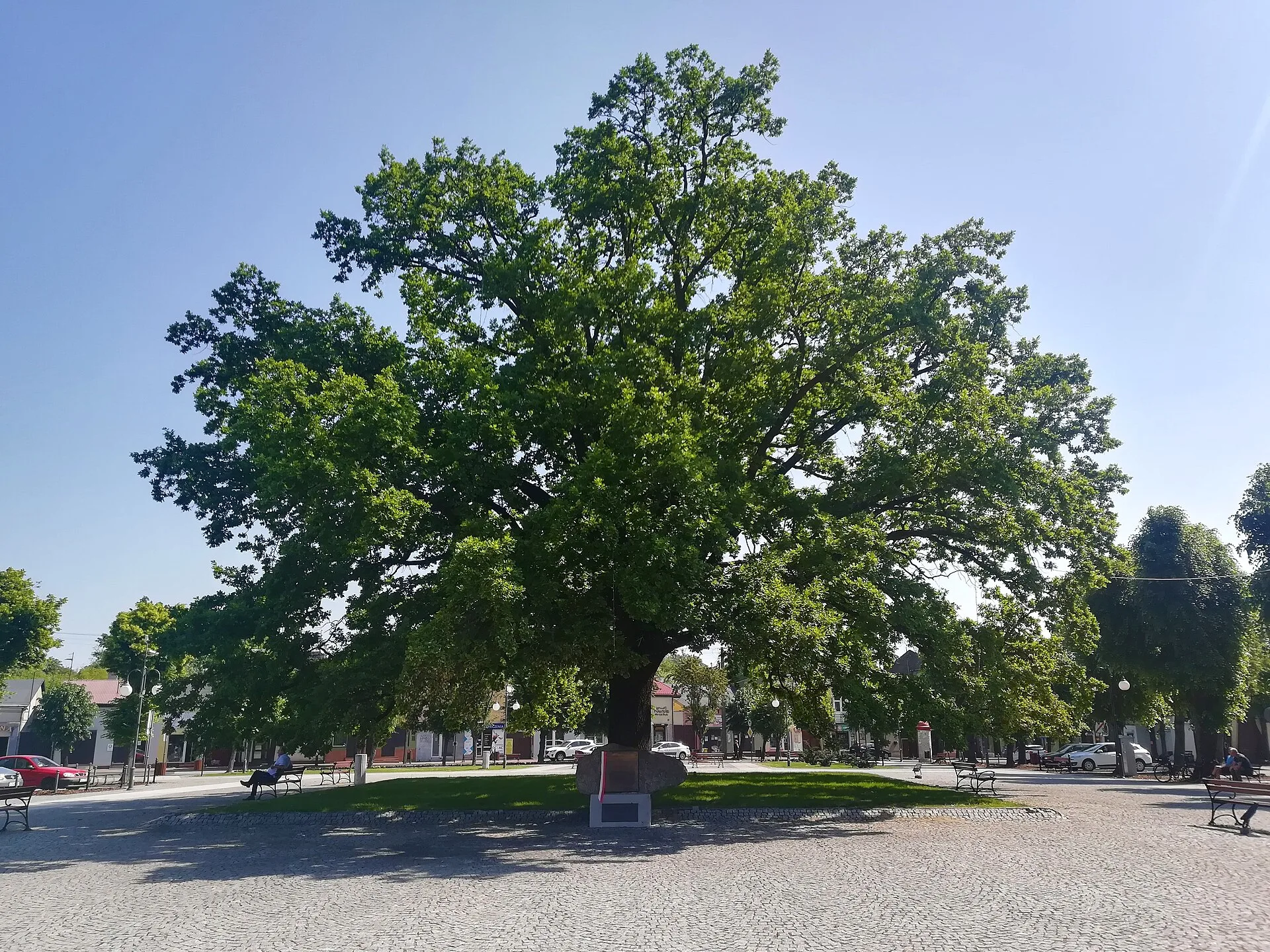Głowno - Plac Wolności w Głownie (rynek). Dąb Niepodległości.